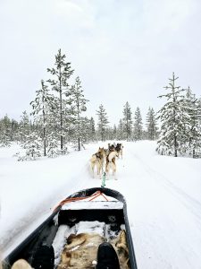 Huskies- Santa Claus Village