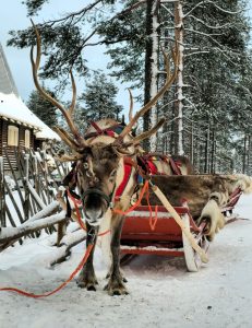 Reindeers Santa Claus Village