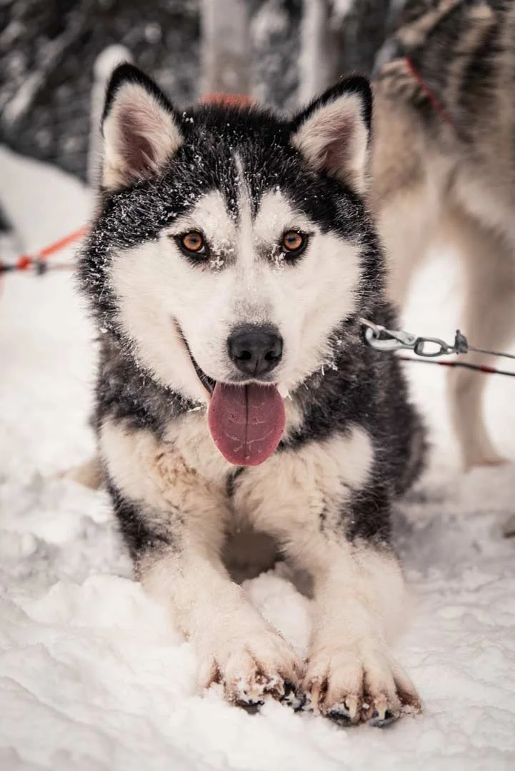 Things to do in Levi Husky Safaris