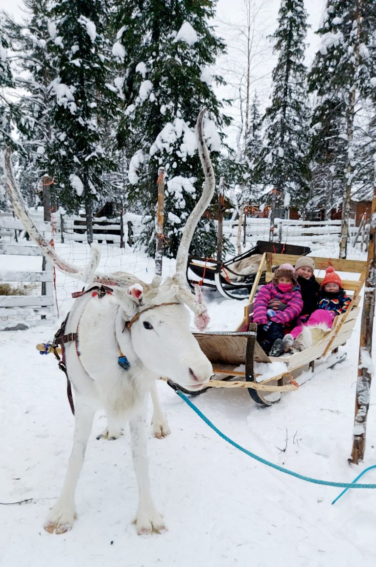 Budget-friendly Reindeer rides in Lapland