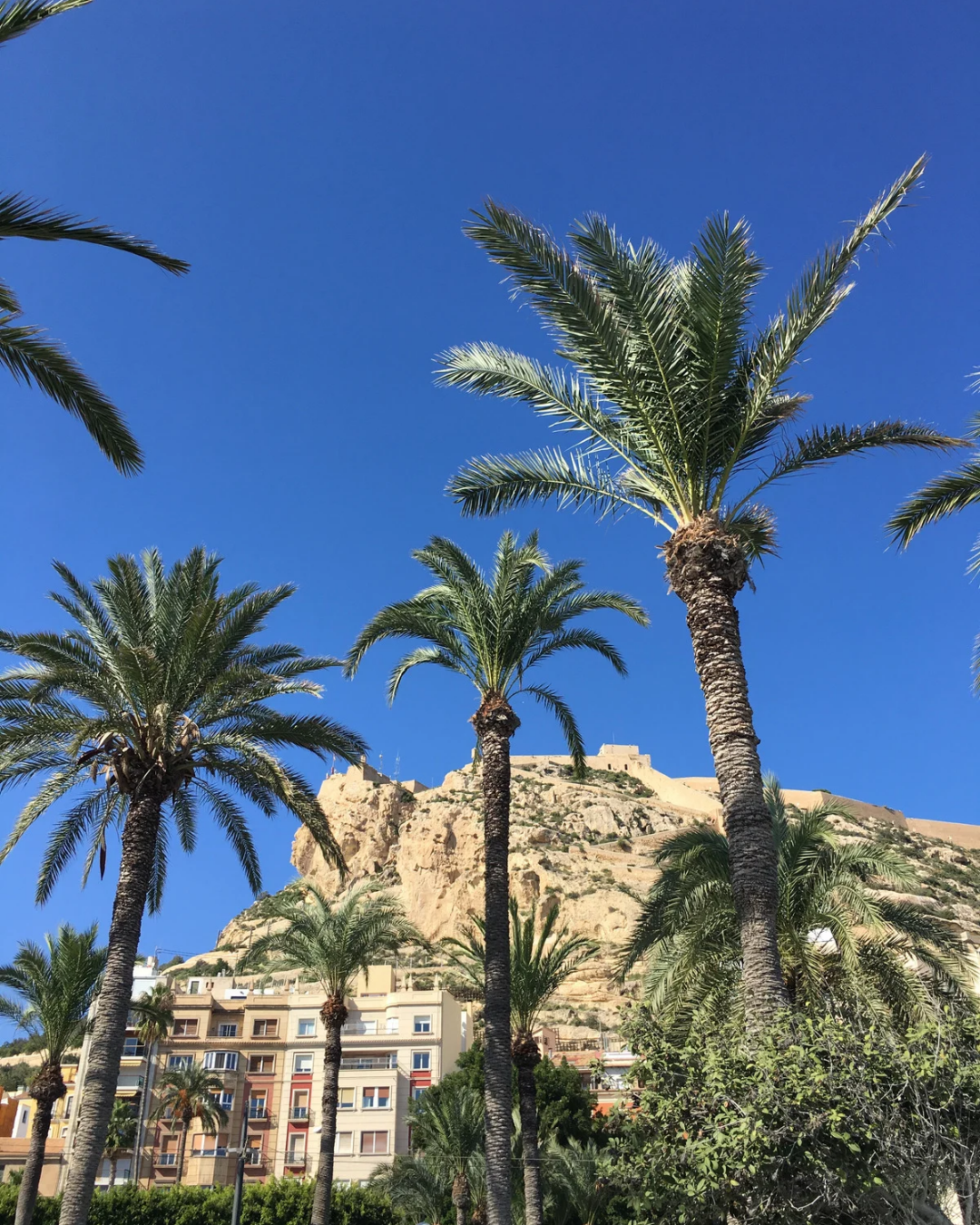 Alicante Spain with palm trees and Santa Bárbara Castle