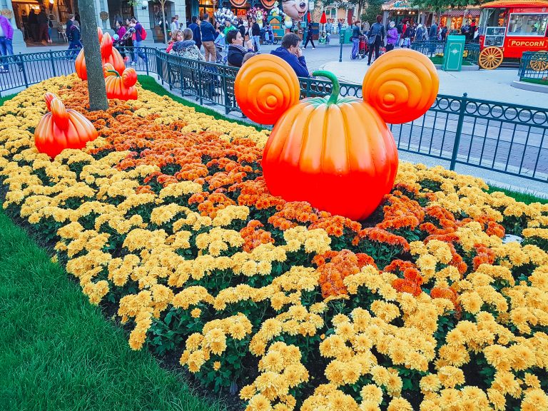 pumpkins and autumnal flowers at Disneyland Paris