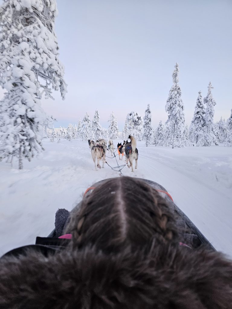 Husky sleigh ride in Lapland