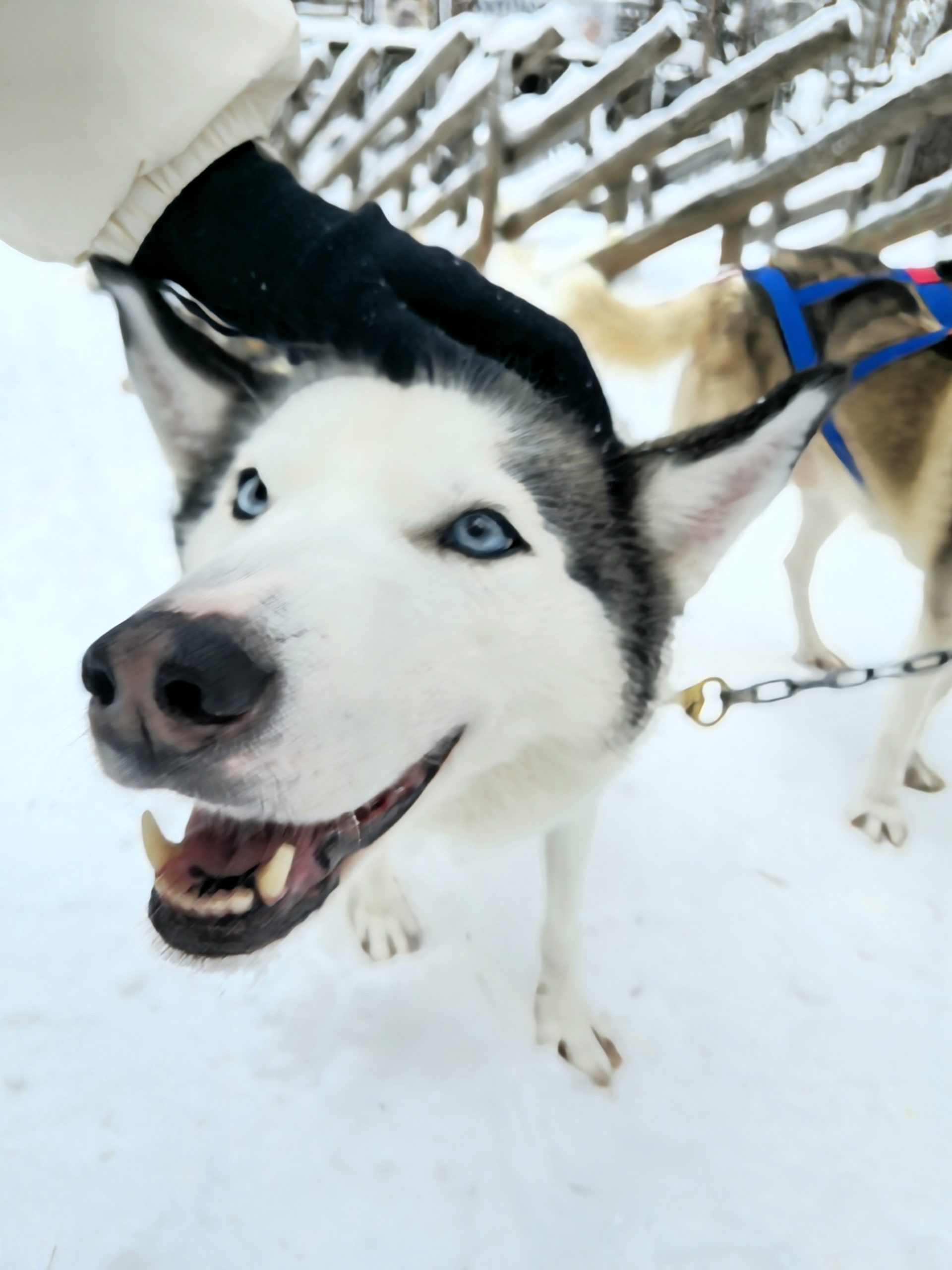 Is a Husky Ride in Lapland Worth It?