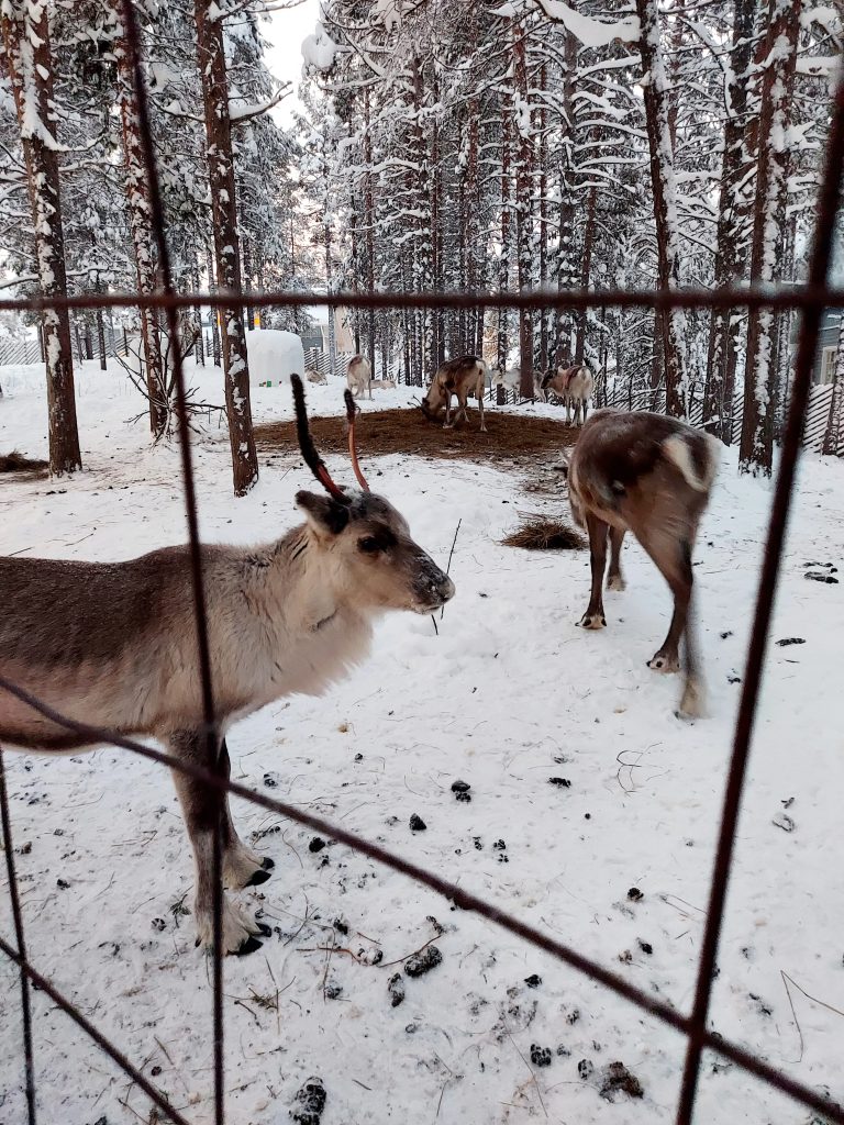 reindeers at hotel K5 which is one of the best places to stay in Levi for bigger families