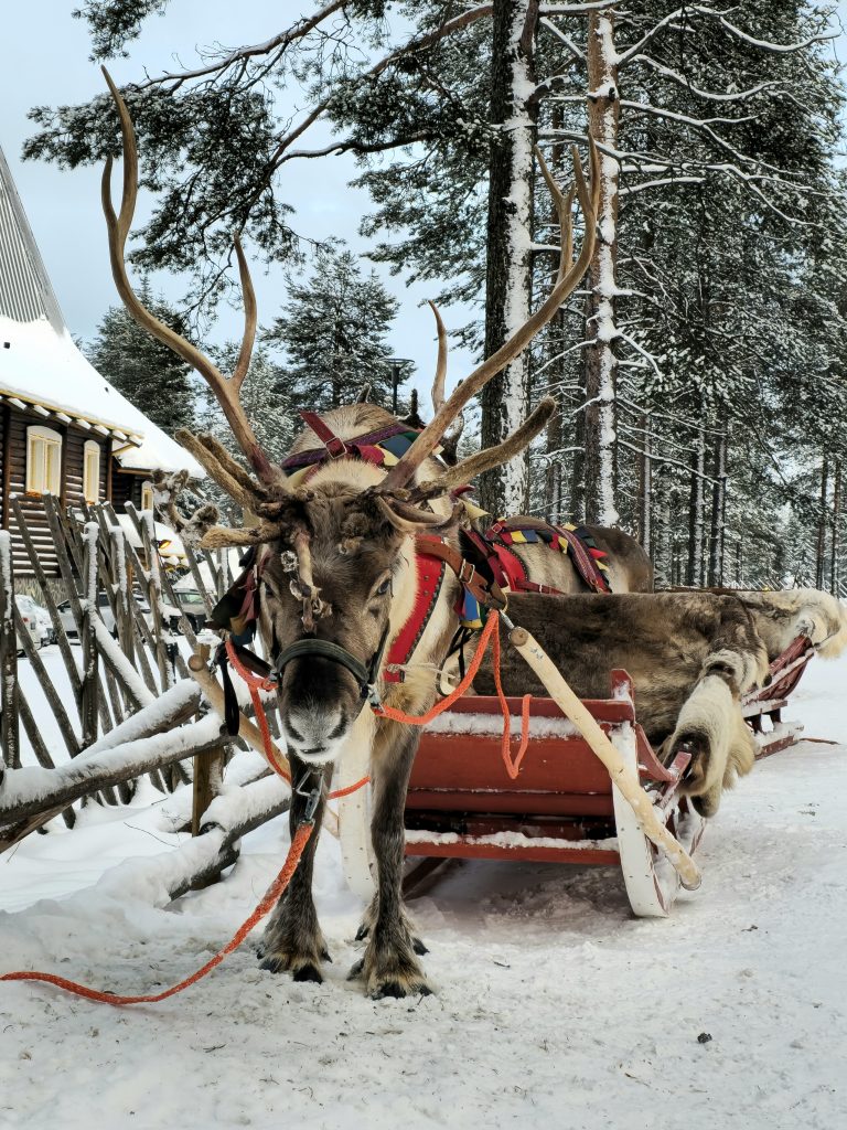 Reindeers at Santa Claus Village